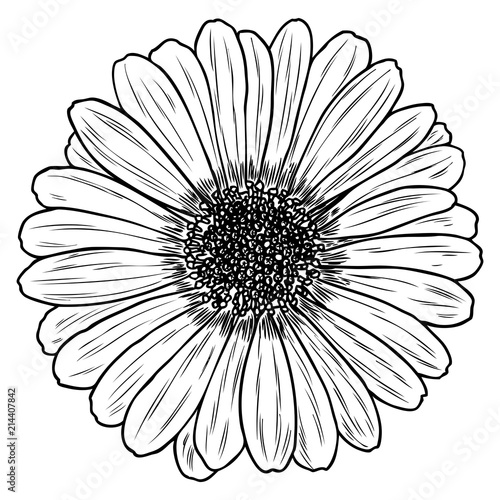 Fototapeta Naklejka Na Ścianę i Meble -  Daisy in line art style, isolated. Daisy. Hand drawn botanical flower element. Vector.