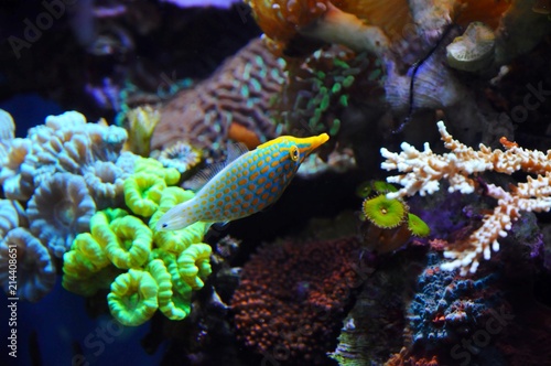 Tropical fish in the Aquarium of California Academy of Science in San Francisco photo