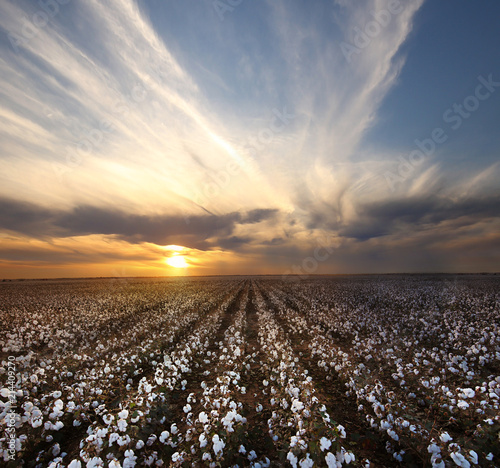 Beautiful Cotton Field with sunset