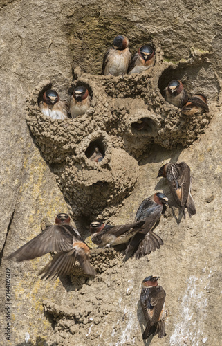 American Cliff Swallows Dathering Around Builging Clay Nests photo