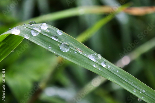 dew grains in the grass