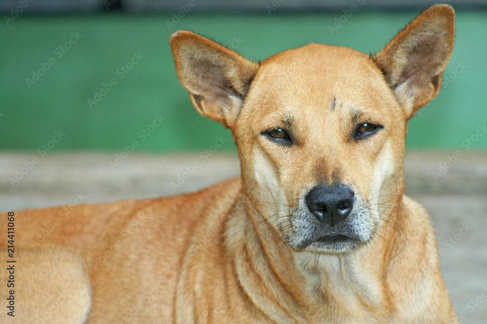 Old brown asian dog looking sit on ground background