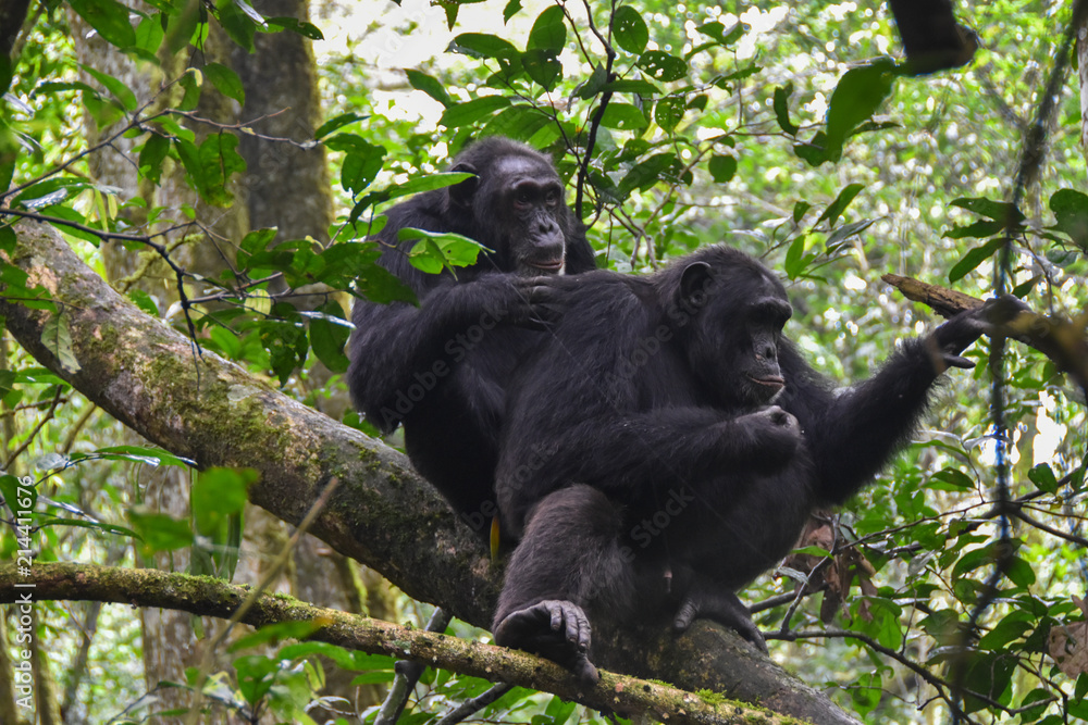 Close up portrait of Chimpanzees, Kibale Forest Uganda Close up portrait of Chimpanzees, Kibale Forest Uganda