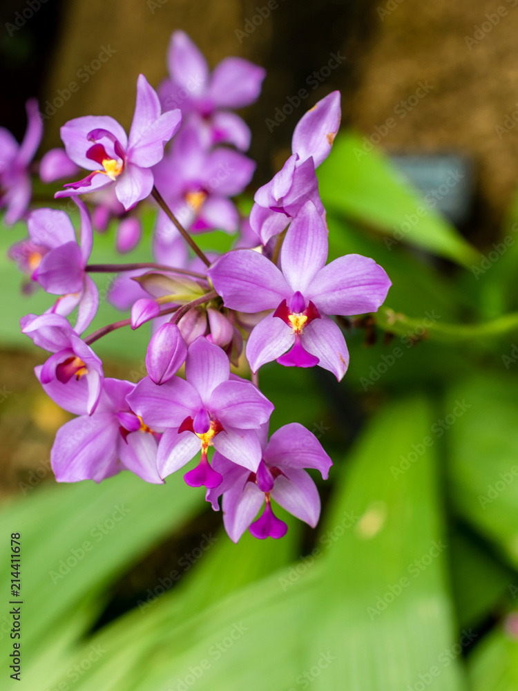 A close image of philippine ground orchids A close image of philippine ground orchids