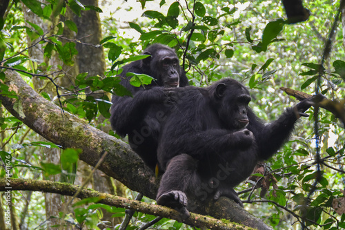 Close up portrait of Chimpanzees, Kibale Forest Uganda