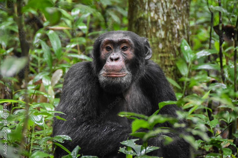 Close up portrait of Chimpanzees, Kibale Forest Uganda Close up portrait of Chimpanzees, Kibale Forest Uganda