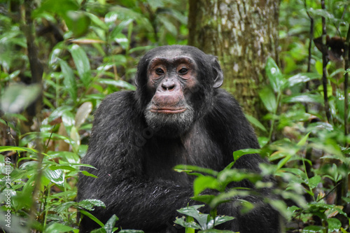 Close up portrait of Chimpanzees, Kibale Forest Uganda