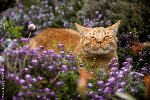 Slika na platnu Content orange tabby cat scenting the breeze in a flower patch (purple sweet aly