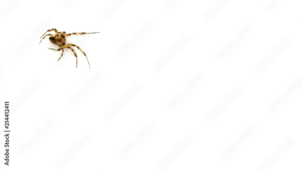 Screensaver, funny spider crawling on the screen isolated on a white
