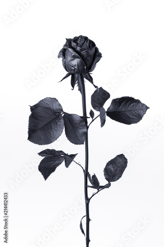 Black rose flower on white ...