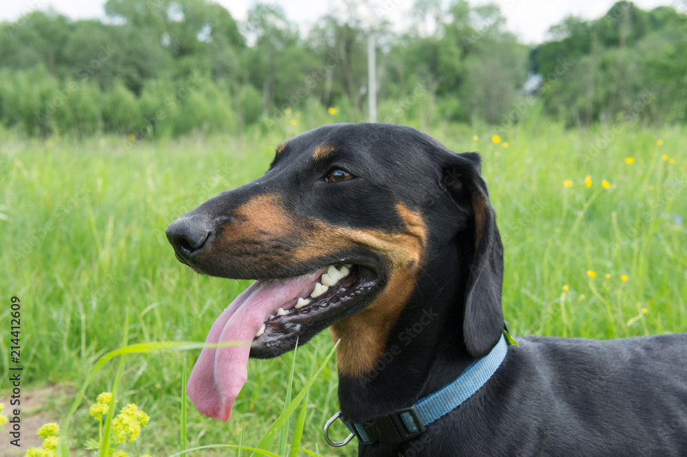 Black-tanted dachshund in the field in May