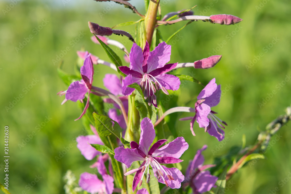 Flowers of the plant rose-bay (willow-herb).