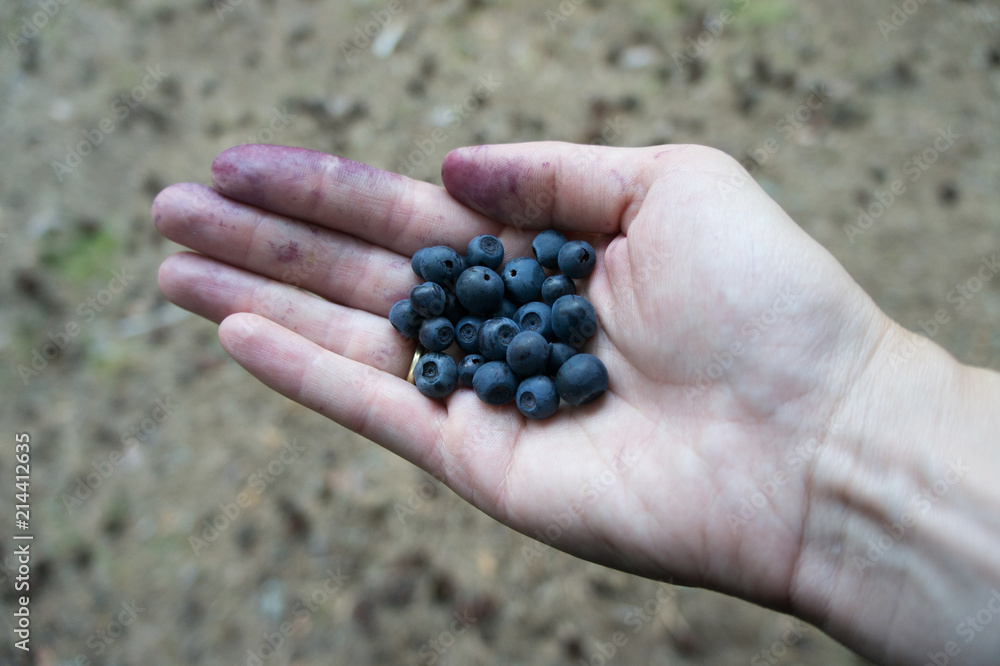 A handful of bilberries in a woman's hand. A handful of bilberries in a woman's hand.