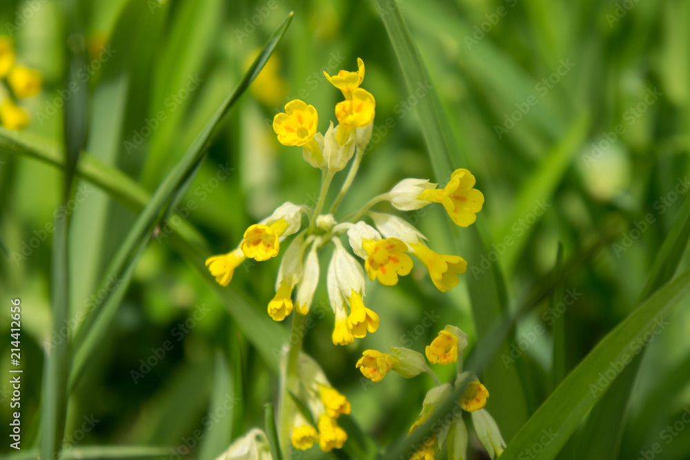 Flowers of yellow primrose (primula) in May Flowers of yellow primrose (primula) in May