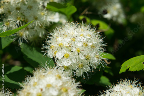 White spirea flowers at the end of May.