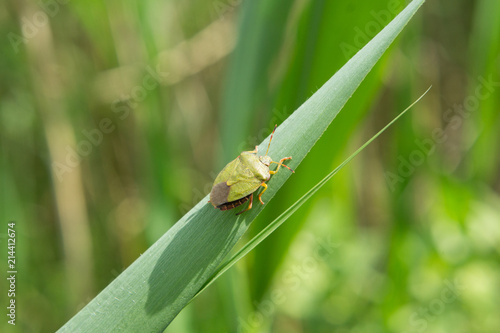 The green shield bug (Palomena prasina)