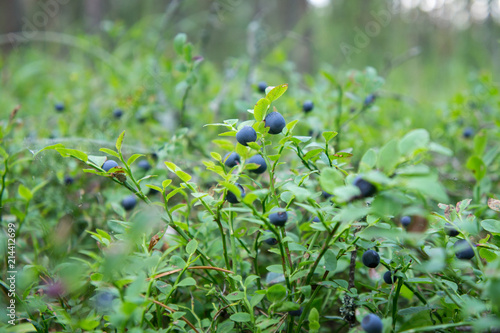 Bilberries on a bush in the forest.