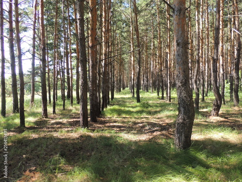 сосновый лесок