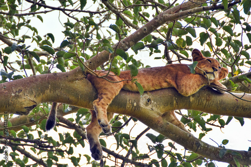 Tree climbing lions, Ishasha, Queen Elizabeth National Park, Uganda