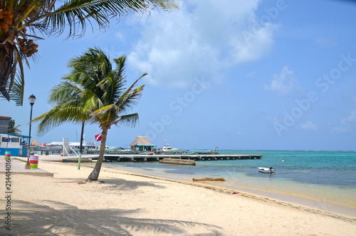 Coconut Trees on Beach