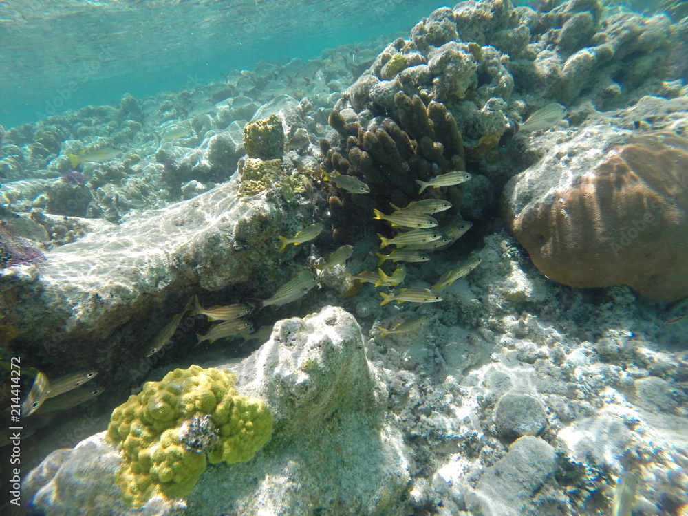 Obraz premium Barrier Reef