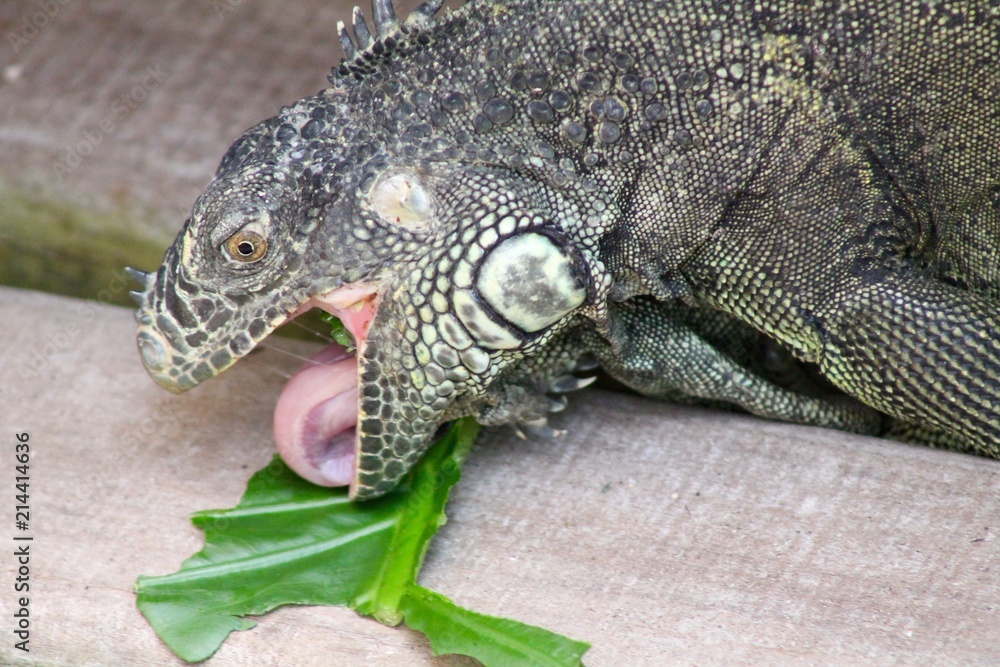 Obraz premium Iguana Eating with Tongue 