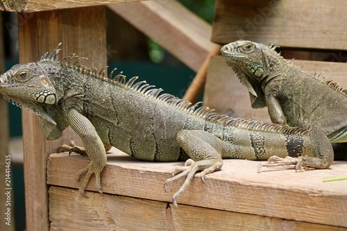 Iguana 