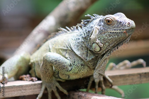 Iguana Perched in Belize