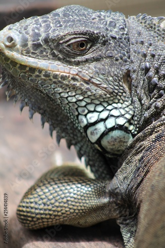 Iguana Close Up