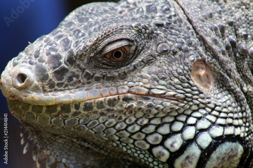 Iguana Eye in Belize