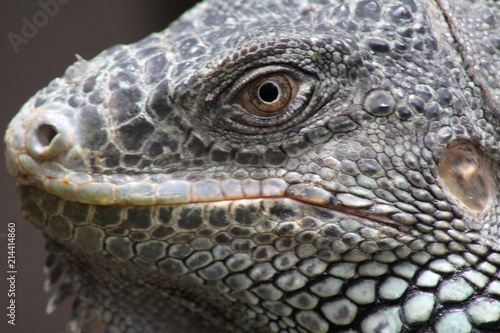 Lizard Eye © Shane