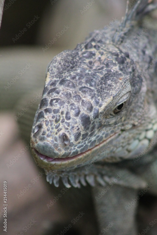 Fototapeta premium Iguana 