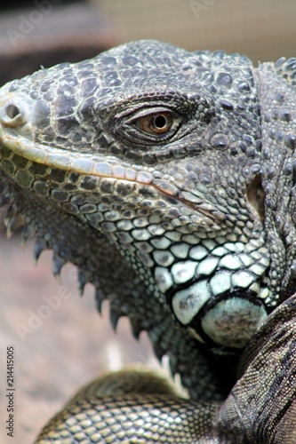 Iguana 