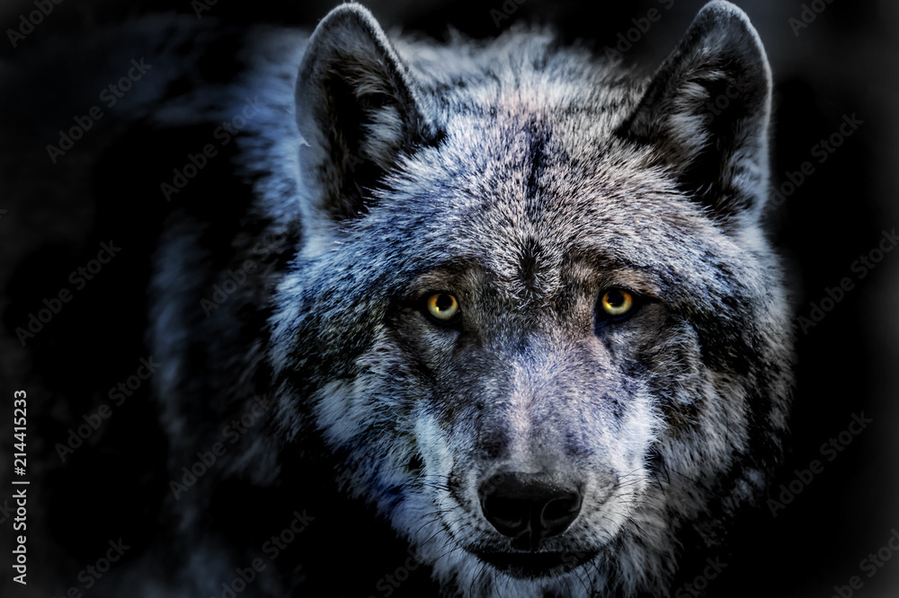 das Porträt von einem Wolf