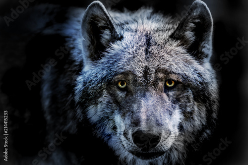 Stampa su tela das Porträt von einem Wolf