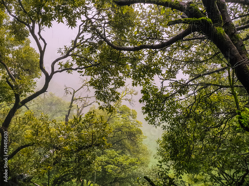 Lush green canopy of Mahabaleshwar Hill station, Maharashtra India