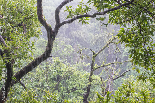 Lush green canopy of Mahabaleshwar Hill station, Maharashtra India
