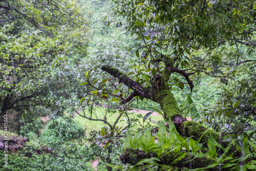 Lush green canopy of Mahabaleshwar Hill station, Maharashtra India