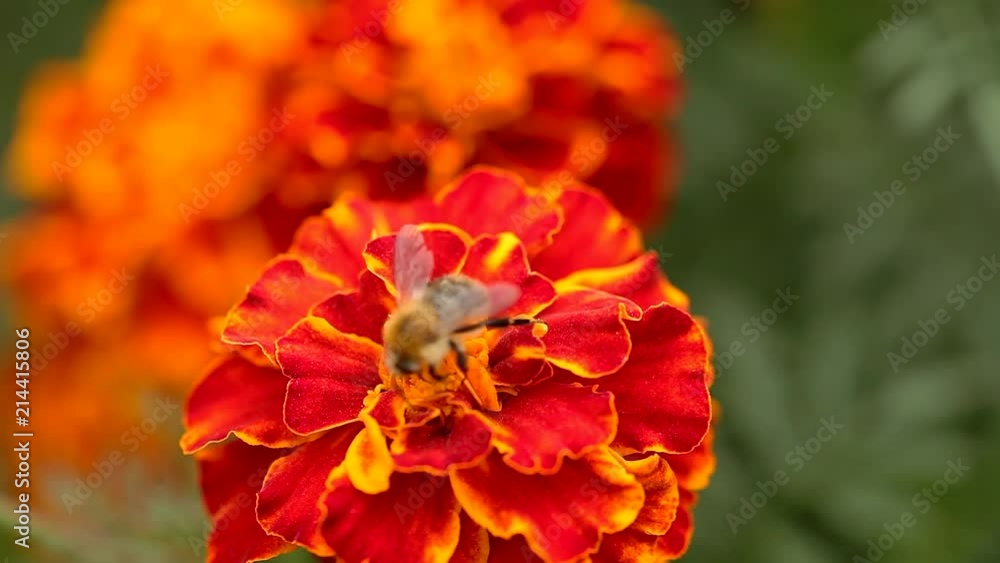 Bee on marigold flower seen from above Bee on marigold flower seen from above