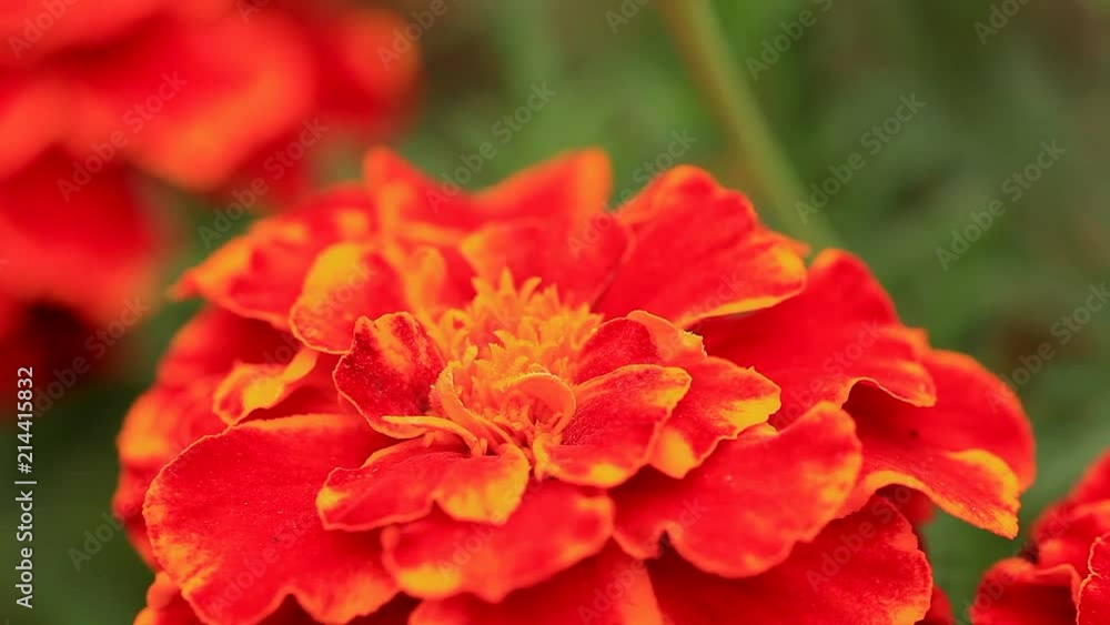 Bee on top of a marigold flower searching for food Bee on top of a marigold flower searching for food