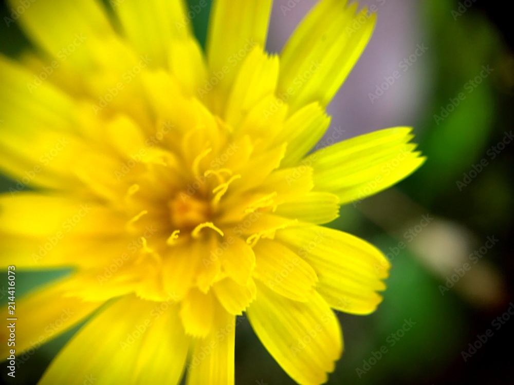 Dandelion Dreams Dandelion Dreams