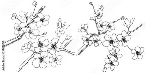 Sakura in a vector style isolated. Full name of the plant: sakura. Vector flower for background, texture, wrapper pattern, frame or border.