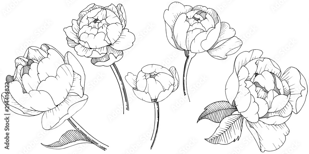Peony flower in a vector style isolated. Vector flower for background, texture, wrapper pattern, frame or border. Peony flower in a vector style isolated. Vector flower for background, texture, wrapper pattern, frame or border.