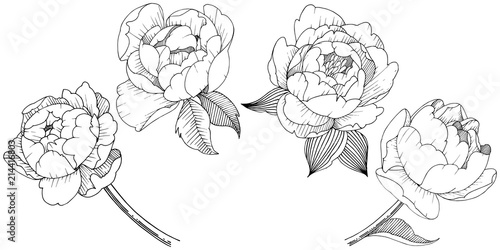 Peony flower in a vector style isolated. Vector flower for background, texture, wrapper pattern, frame or border.