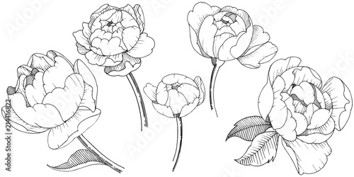 Peony flower in a vector style isolated. Vector flower for background, texture, wrapper pattern, frame or border.