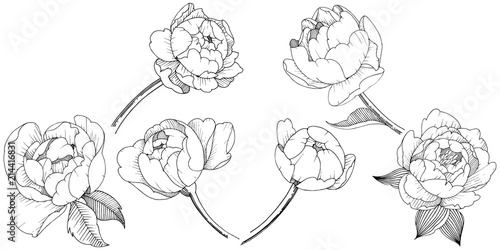 Peony flower in a vector style isolated. Vector flower for background, texture, wrapper pattern, frame or border.