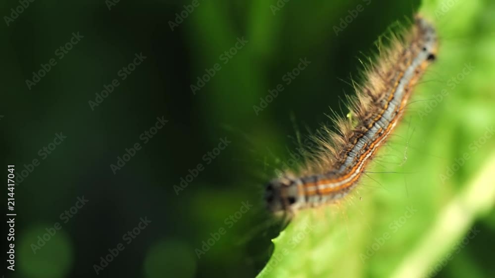Slow motion. The caterpillar crawls on a juicy green leaf on a Sunny day Slow motion. The caterpillar crawls on a juicy green leaf on a Sunny day