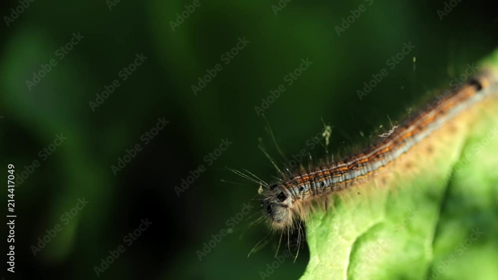 Slow motion. The caterpillar crawls on a juicy green leaf on a Sunny day Slow motion. The caterpillar crawls on a juicy green leaf on a Sunny day