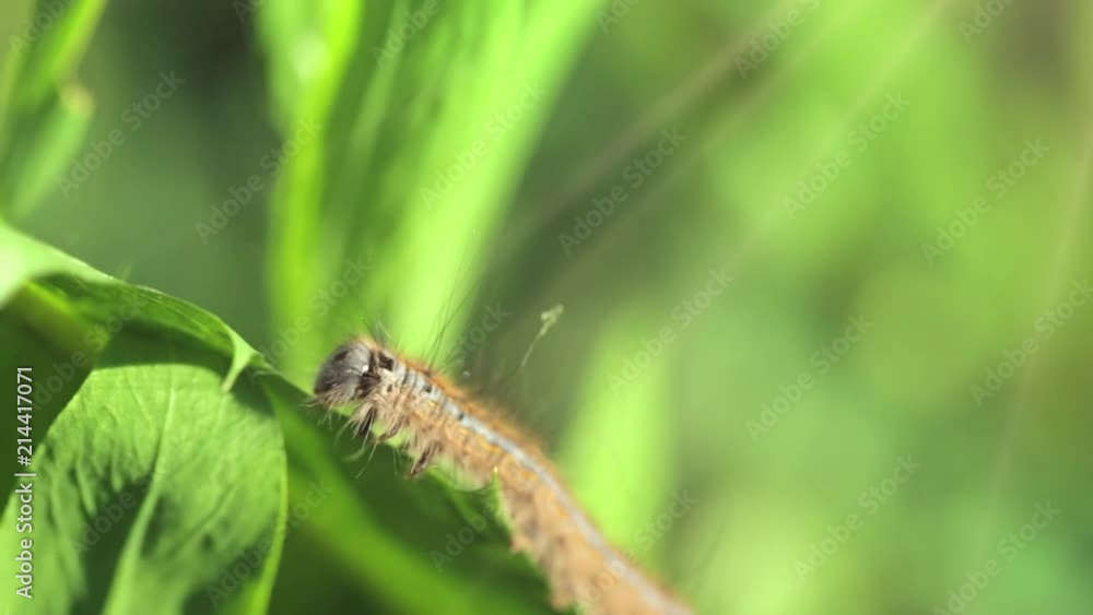 Slow motion. The caterpillar crawls on a juicy green leaf on a Sunny day