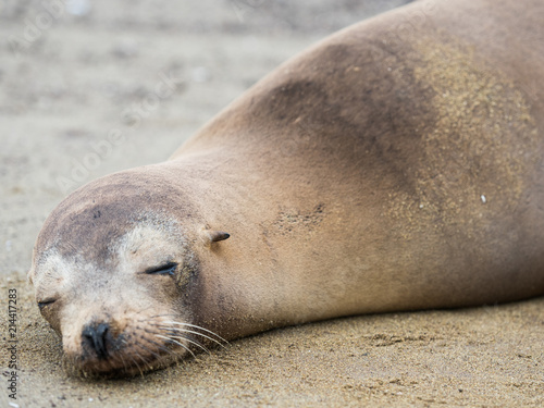 Sea Lions on Floreana Island, Galapagos, Ecuador